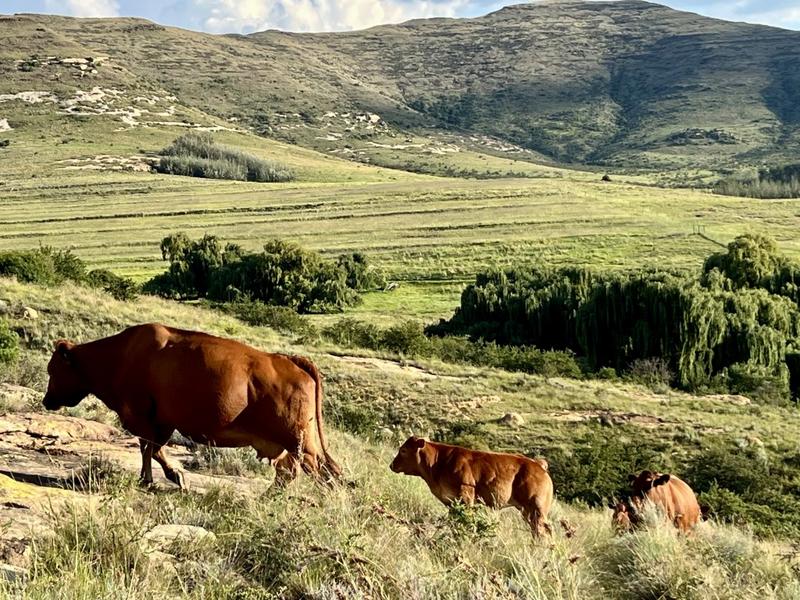 0 Bedroom Property for Sale in Fouriesburg Free State